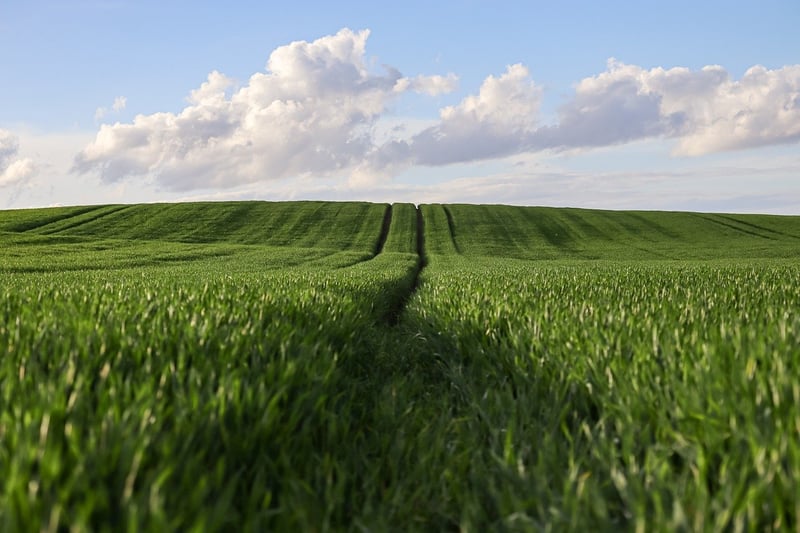 EcoGrow Landscaping