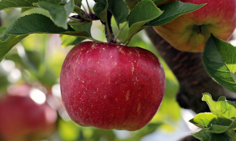 Apples on tree
